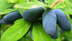 Жимолость «Синяя Птица»